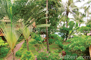 Coconut Tropicana 19